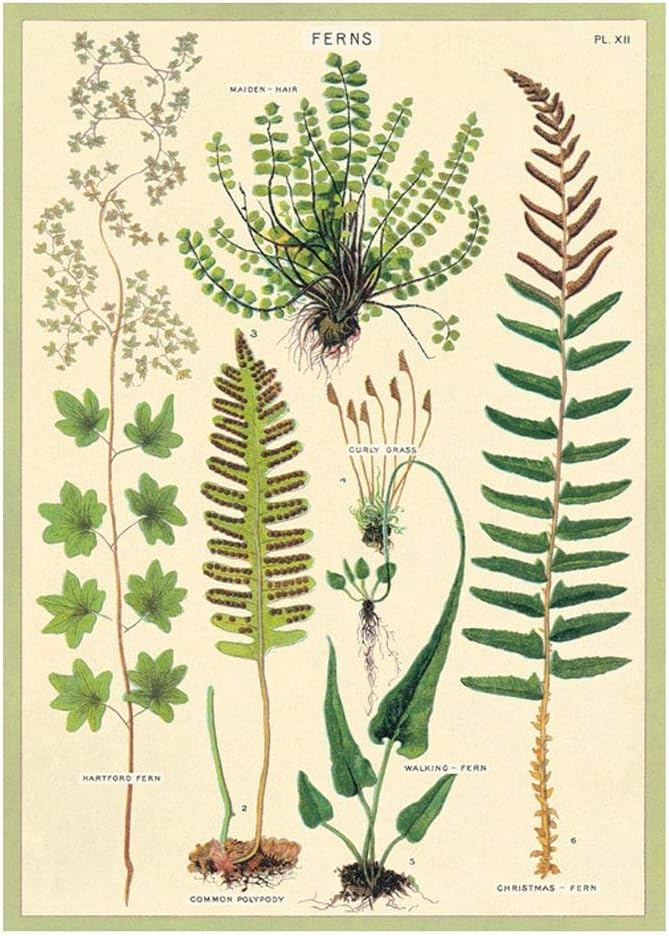 Cavallini Fern Vintage Postcards (Set of 8)