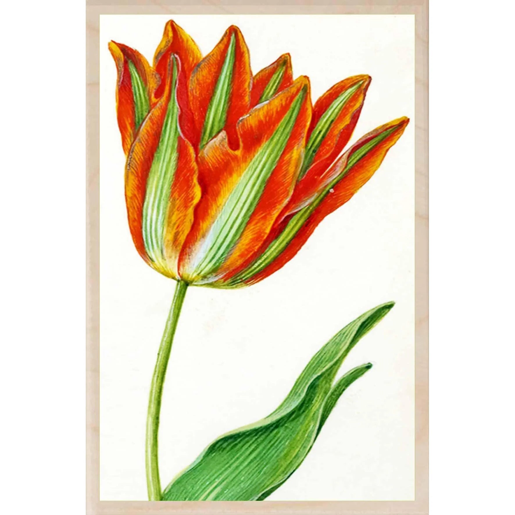 "Holtzbeck, Parrot Tulip" Wooden Postcard