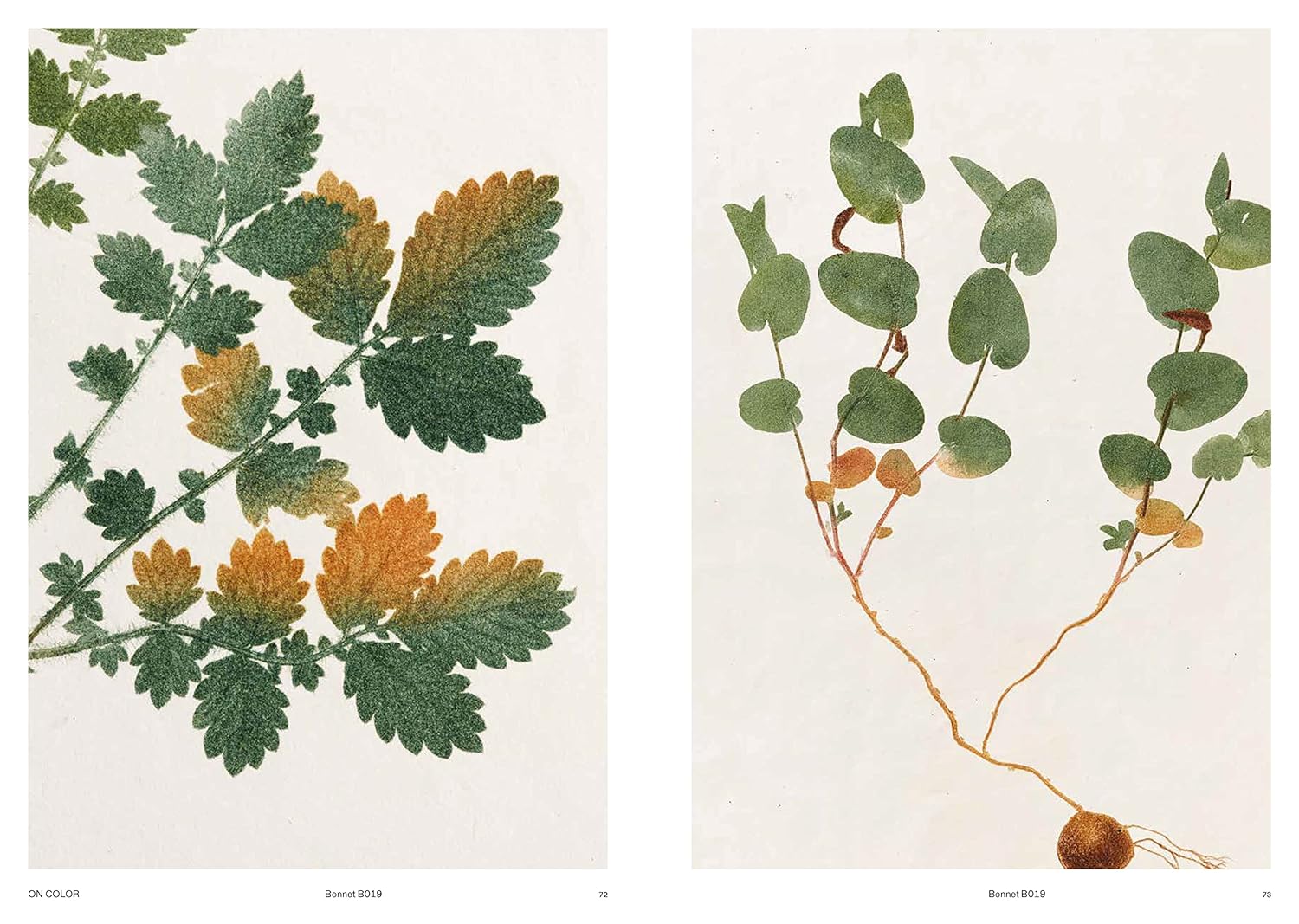 Capturing Nature: 150 Years of Nature Printing by Mathew Zucker and Pia Östlund